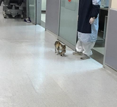 Sambil membawa anaknya, kucing masuk ke ruang UGD di rumah sakit di Turki.