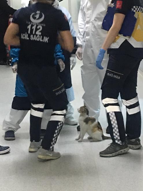 Petugas medis mengerumuni kucing itu untuk memeriksa keadaannya.