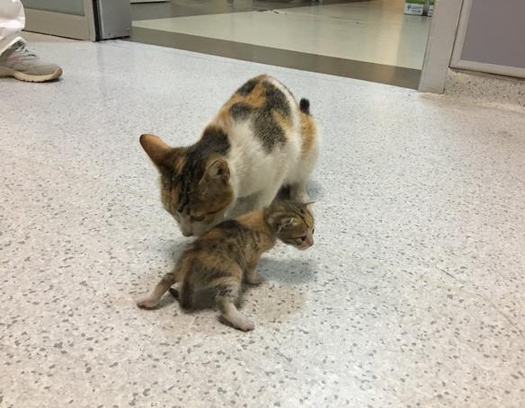 Kucing membawa anaknya ke ruang UGD di rumah sakit di Turki.