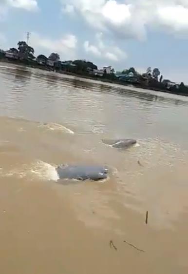 Pesut sedang berenang di pinggir Sungai Mahakam.
