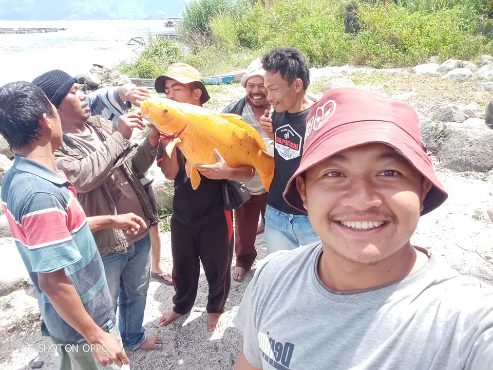 Penangkapan Ikan Mas 15kg Danau Toba