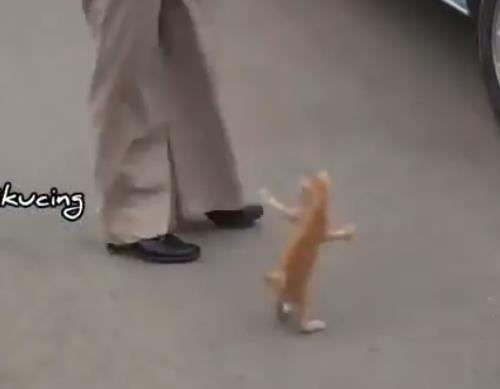 Ternyata Si Oyen sedang asyik memanjakan diri di kaki si jurnalis.