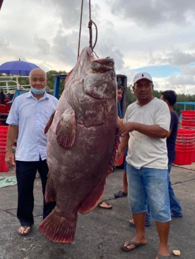 Ikan kerapu seberat 161 kg. 