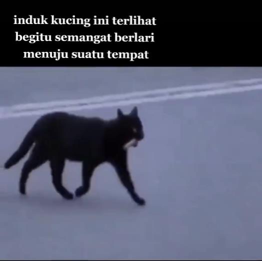 Kucing hitam tampak membawa makanan di mulutnya.