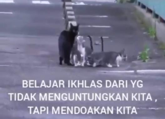 Ada pelajaran hidup dari kisah kucing hitam ini.