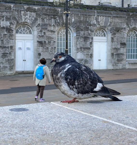 Burung raksasa di trotoar.
