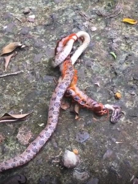 Viral video pertarungan ular melawan kelabang.