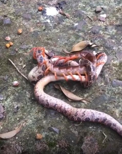 Viral video pertarungan ular melawan kelabang.