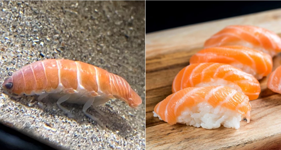 Parasit seperti sushi salmon