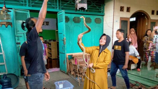 Ratu Ular asal Purwokerto jadikan king kobra, piton dan viper teman bermain.