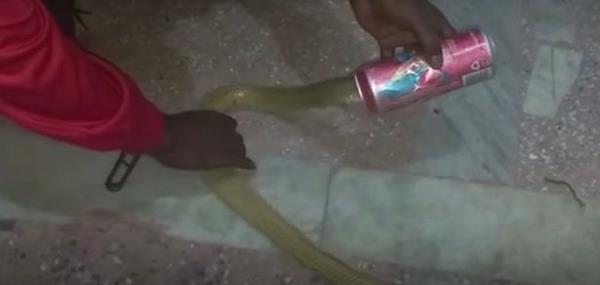 Kepala ular kobra terjebak dalam kaleng minuman.