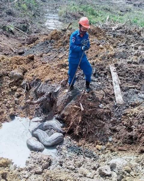 Heboh penemuan dua ekor ular piton raksasa di lokasi proyek.