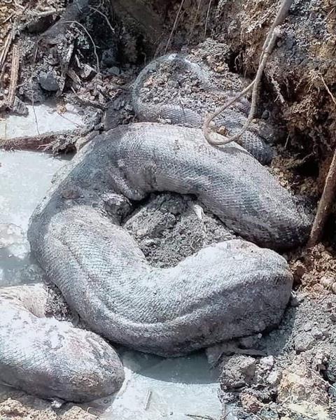 Heboh penemuan dua ekor ular piton raksasa di lokasi proyek.