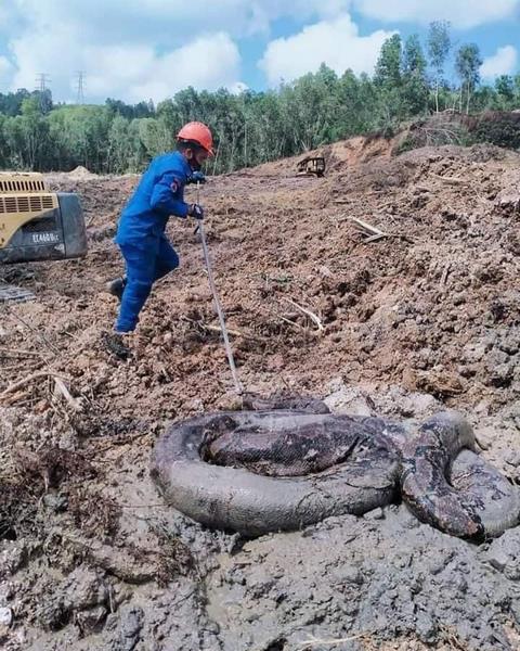 Heboh penemuan dua ekor ular piton raksasa di lokasi proyek.