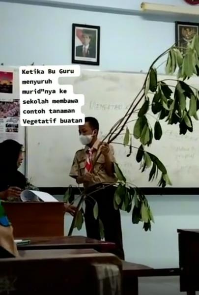 Dapat tugas bawa tanaman, murid ini gotong pohon dalam kelas.