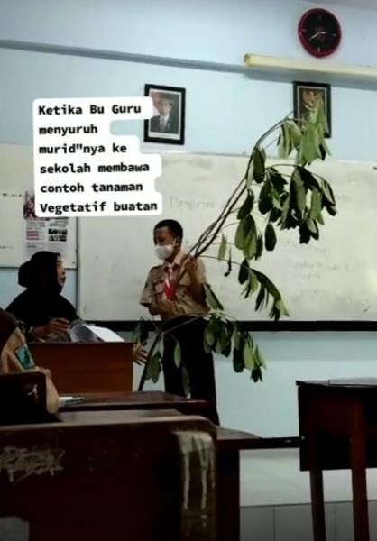 Dapat tugas bawa tanaman, murid ini gotong pohon dalam kelas.