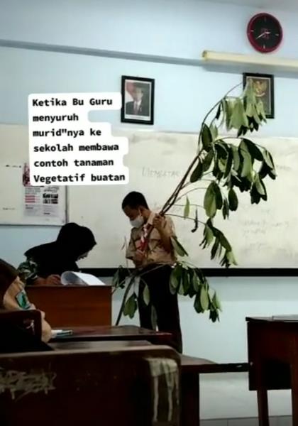 Dapat tugas bawa tanaman, murid ini gotong pohon dalam kelas.