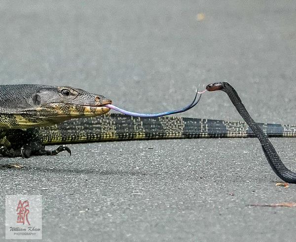 Dua reptil berlainan spesies saling 'sapa' pakai lidah bercabang mereka.