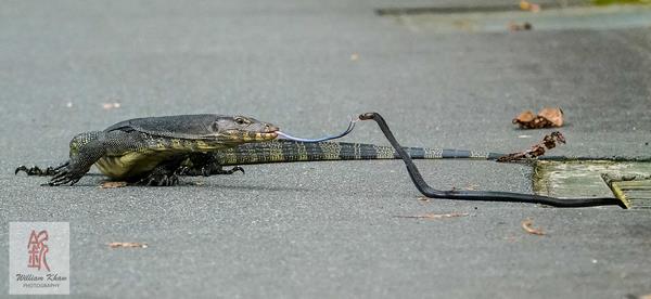 Dua reptil berlainan spesies saling 'sapa' pakai lidah bercabang mereka.