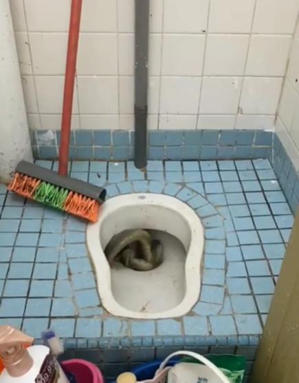 Heboh biawak muncul dari lubang WC.