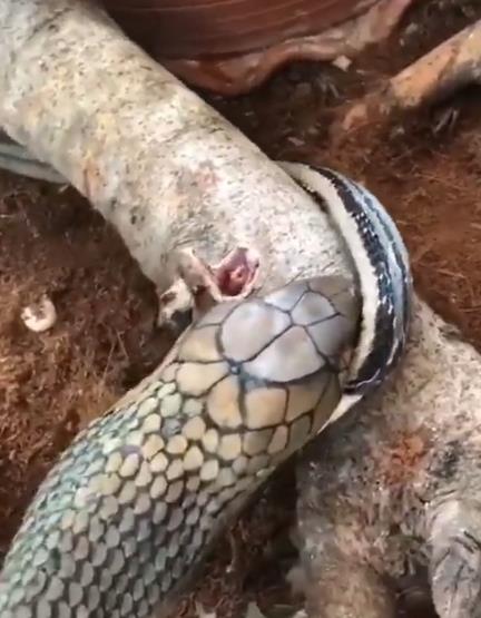 King kobra berburu ular tikus.