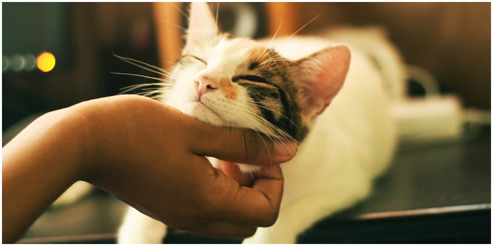 Benefits of Cats as Pets