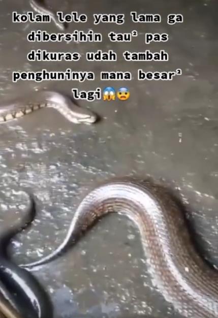 Kuras kolam lele malah ketemu puluhan ular.