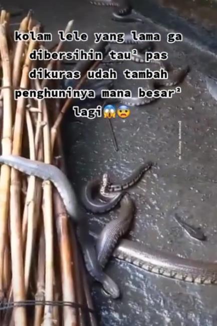 Kuras kolam lele malah ketemu puluhan ular.