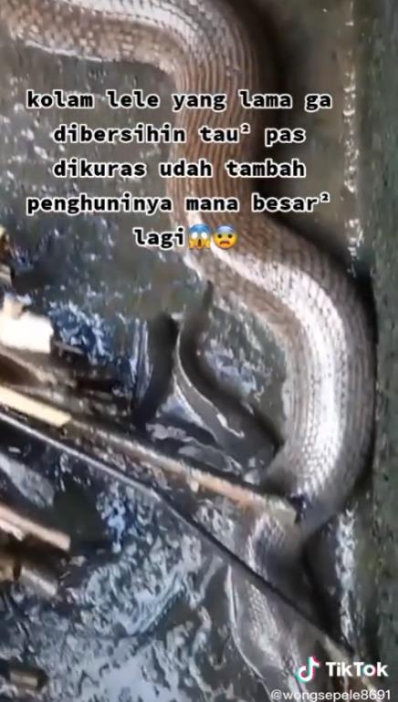 Kuras kolam lele malah ketemu puluhan ular.