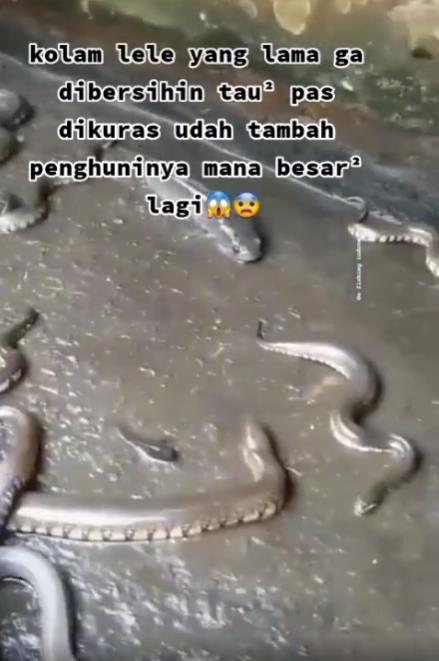 Kolam lele berubah jadi sarang ular.