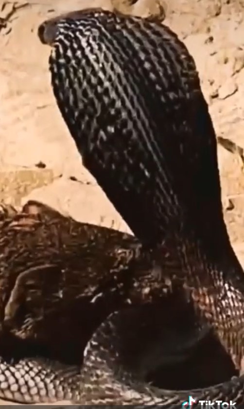 King cobra vs luwak