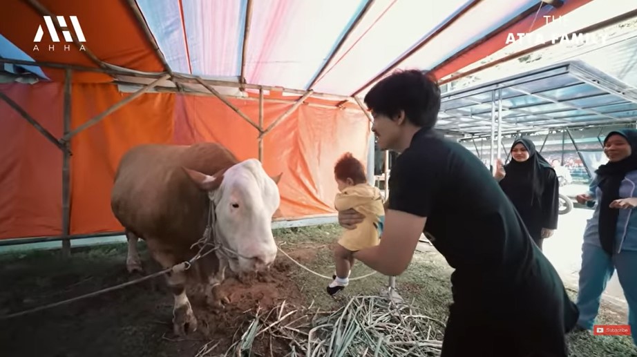 Ameena introduced to Megalodon the sacrificial cow