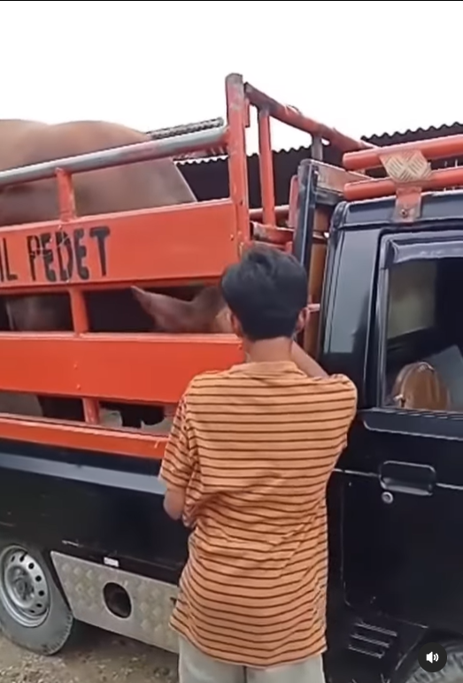 video viral perpisahan sapi