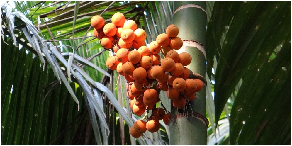 Manfaat Buah Pinang untuk Kesehatan