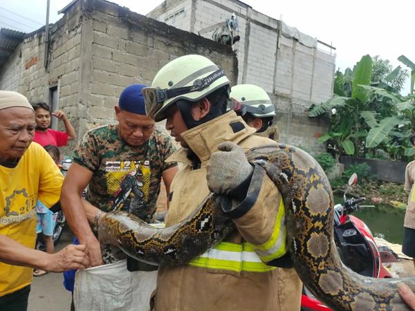 Evakuasi ular sanca kembang alias ular piton di Ciracas, Jakarta Timur.