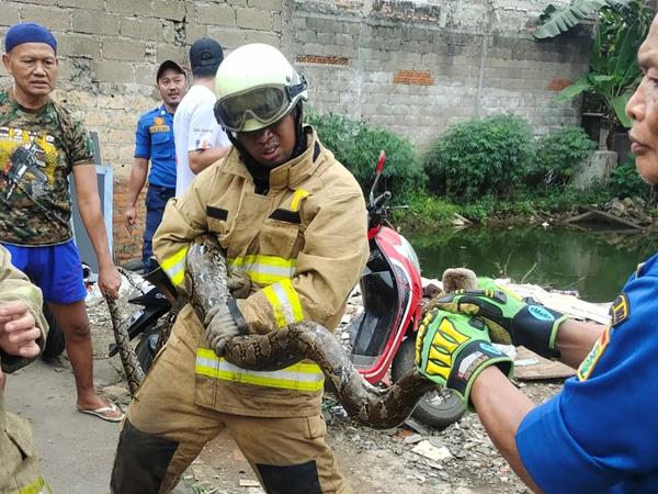 Evakuasi ular sanca kembang alias ular piton di Ciracas, Jakarta Timur.