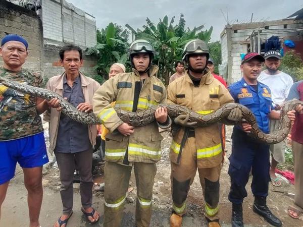 Evakuasi ular sanca kembang alias ular piton di Ciracas, Jakarta Timur.