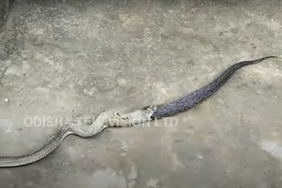 ular king kobra dan viper