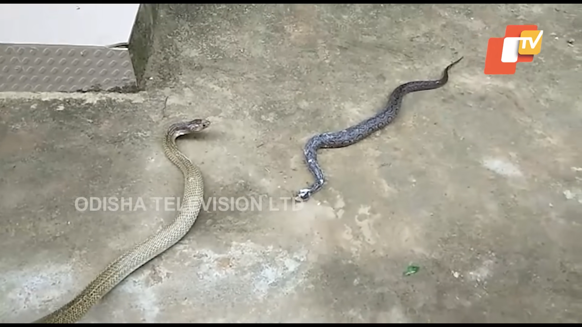 king kobra ular viper