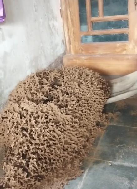 Appearance of giant termite nest inside the house..
