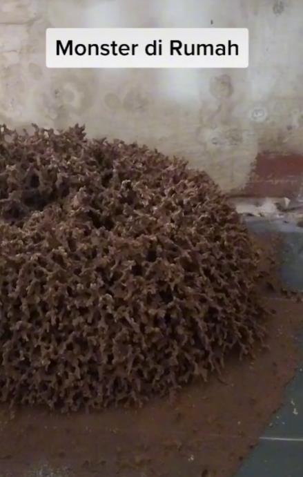 Appearance of giant termite nest inside the house..