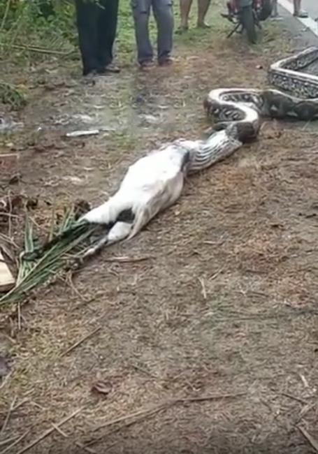 Viral penangkapan ular piton raksasa telan kambing bulat-bulat.