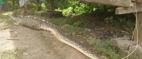 Penemuan ular piton 7 meter kekenyangan usai telan anak sapi di Sulawesi Selatan.
