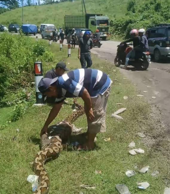 Penemuan ular piton 7 meter kekenyangan usai telan anak sapi di Sulawesi Selatan.