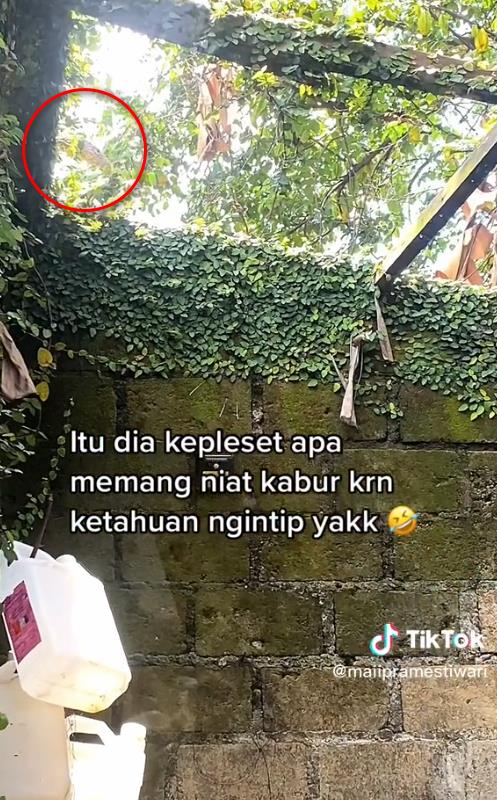 ketahuan ngintip, 'tetangga' jatuh terpeleset saat kabur.