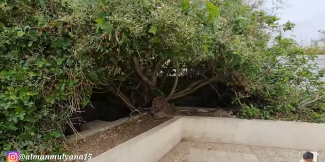 Hundreds of Years Old, Apparently This Lush Fig Tree Once Became the Support of the Prophet