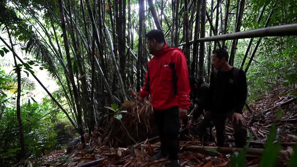 Panji Petualang encounters a giant black king cobra in the bamboo forest river.