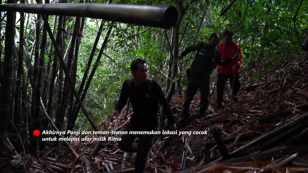 Panji Petualang encounters a giant black king cobra in the bamboo forest river.