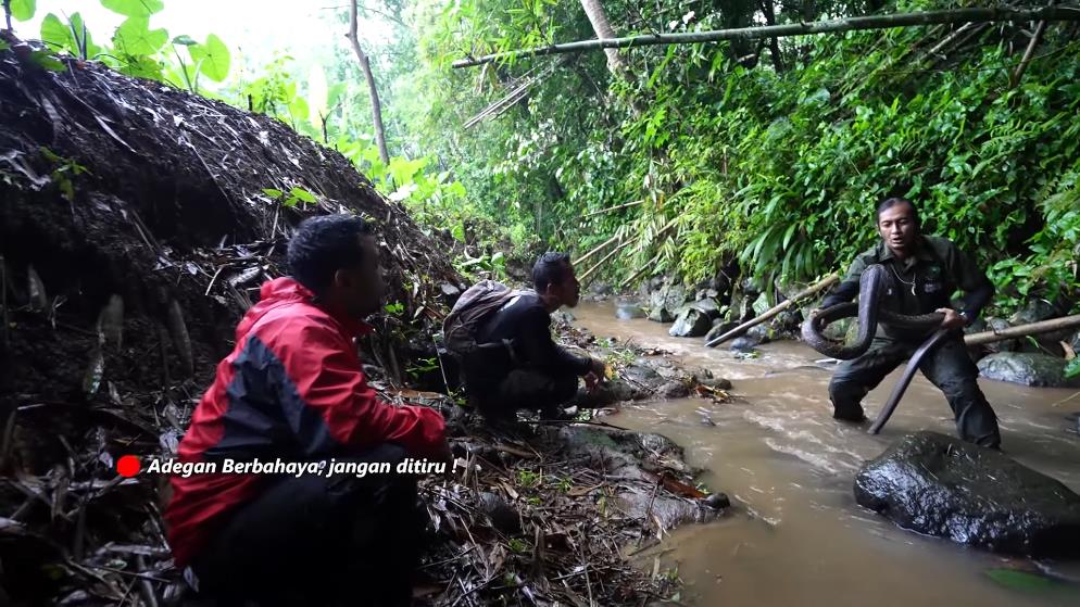 Panji Petualang encounters a giant black king cobra in the bamboo forest river.