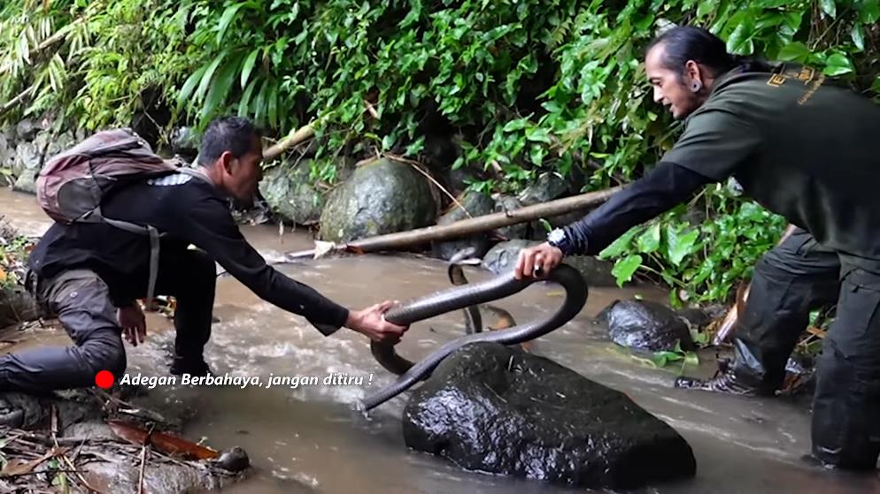 Panji Petualang encounters a giant black king cobra in the bamboo forest river.